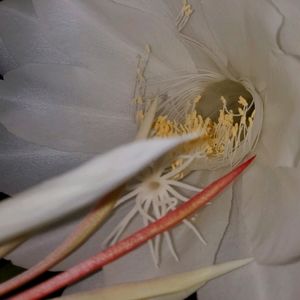 Meet your Posher, Shanelle